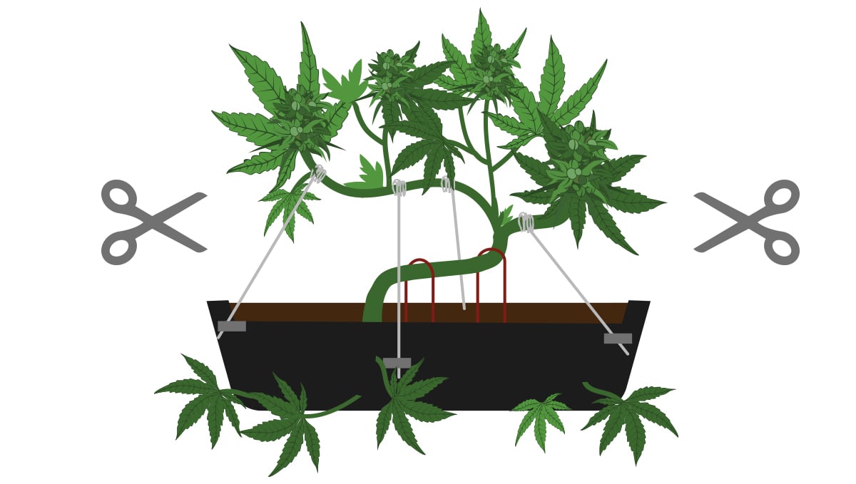 Cannabis Bonsai, tree, bonsai, Growing cannabis bonsai trees, By 60  Second Docs Presents