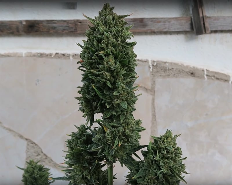 Fast Buds Stardawg Grown Outdoors