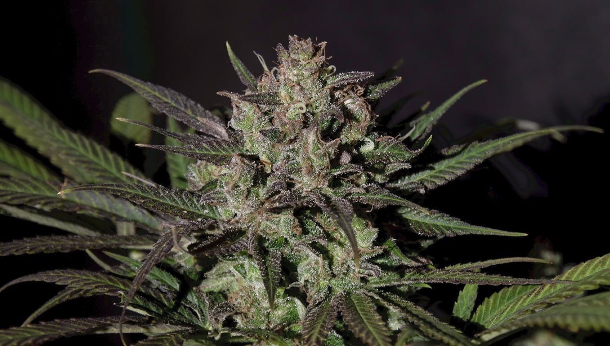 How to fatten up your buds: bud limits