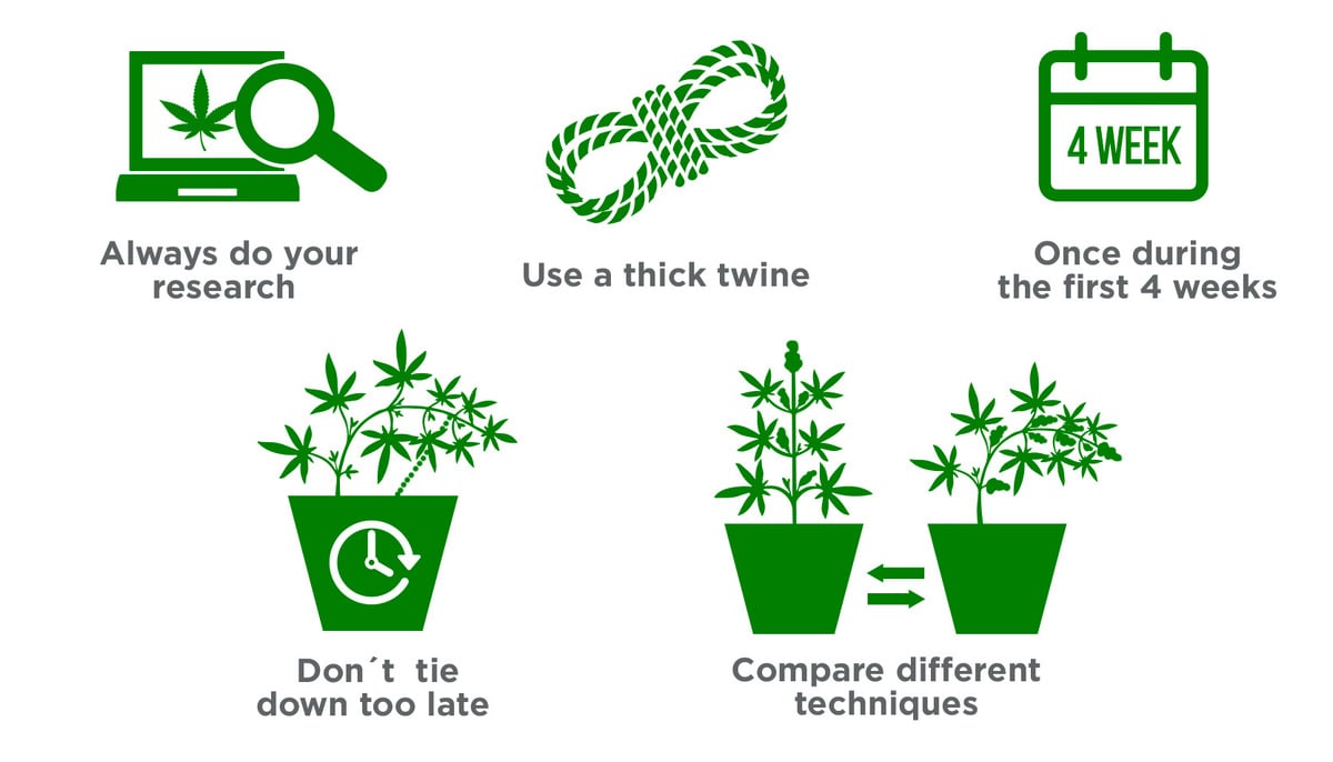 Low Stress Training (LST) Autoflowering Guide: 5 Tips on LST