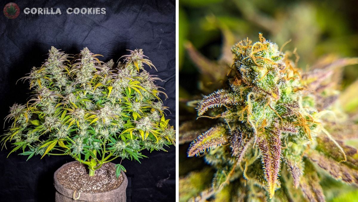 Gorilla Cookies Auto Cannabis Strain Week-by-Week Guide: A very frosty bush