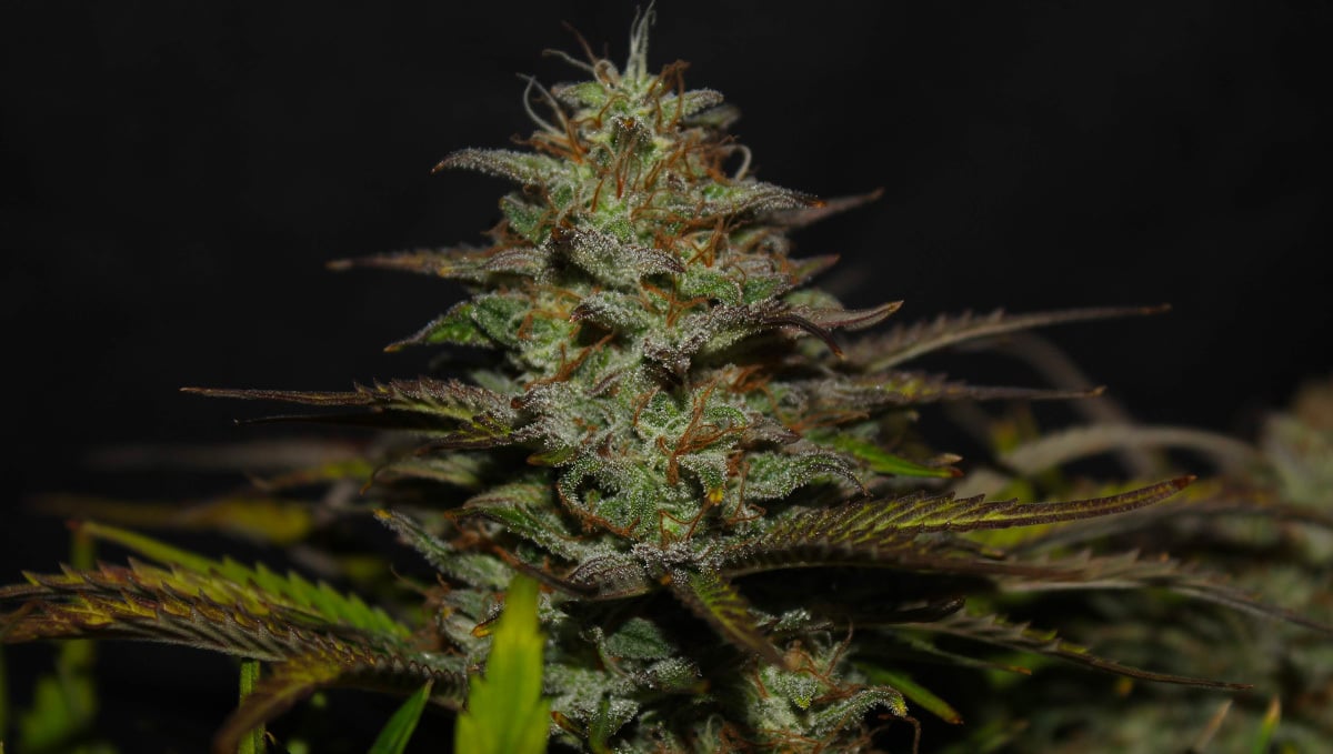 Strain History: Close Look at Original Cheese Auto by Fast Buds #2