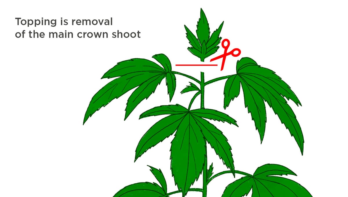 Can I Use Topping On Autoflowering Cannabis Plants?: Topping Graph