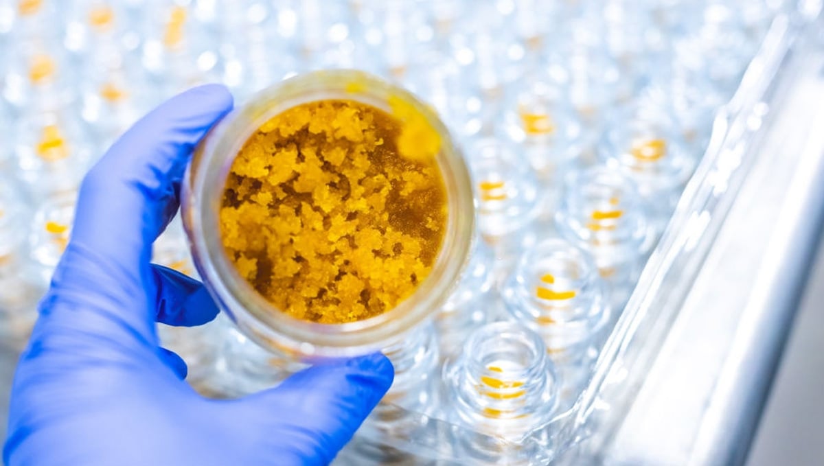Cannabis Concentrates: Live Resin in Lab