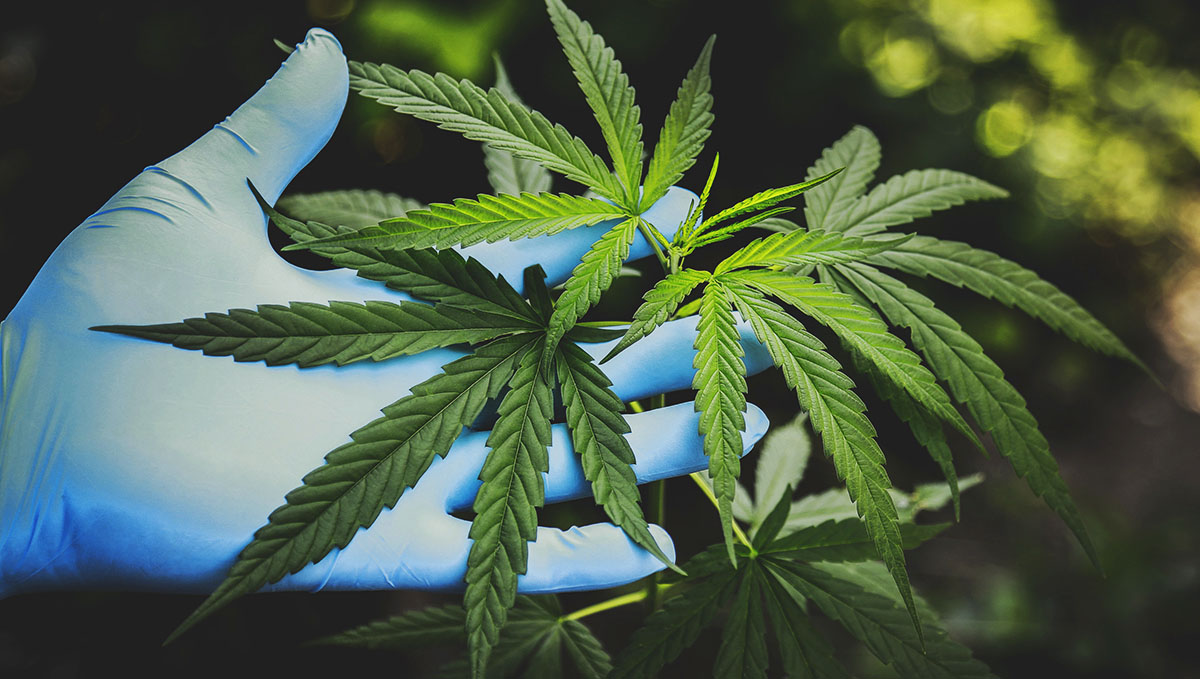 Cannabis Related Stomach Disorder On The Rise: Lots of research need to be done regarding CHS.