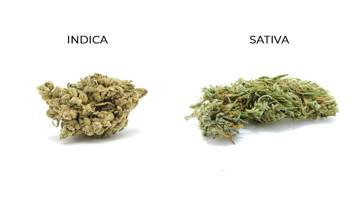 How to fatten up your buds: indica vs sativa