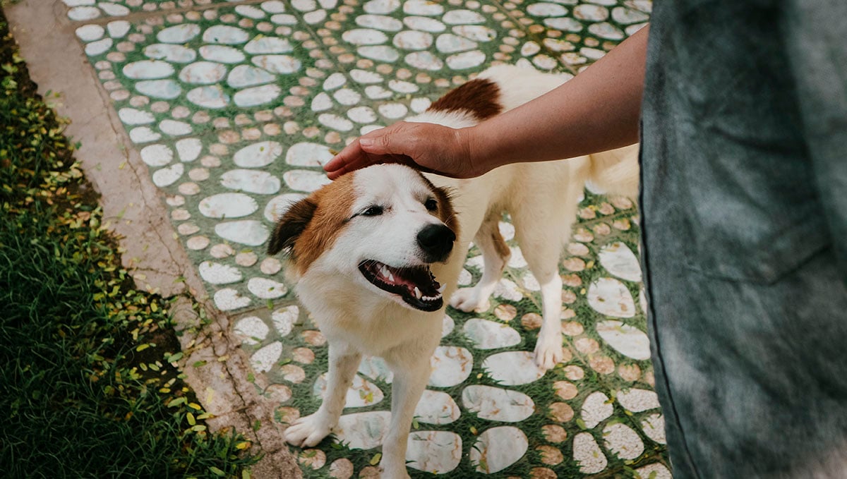 10 Best Activities To Do While You're Stoned: Share some quality high time with your pet. 10 Best Activities To Do While You're Stoned: Share some quality high time with your pet.