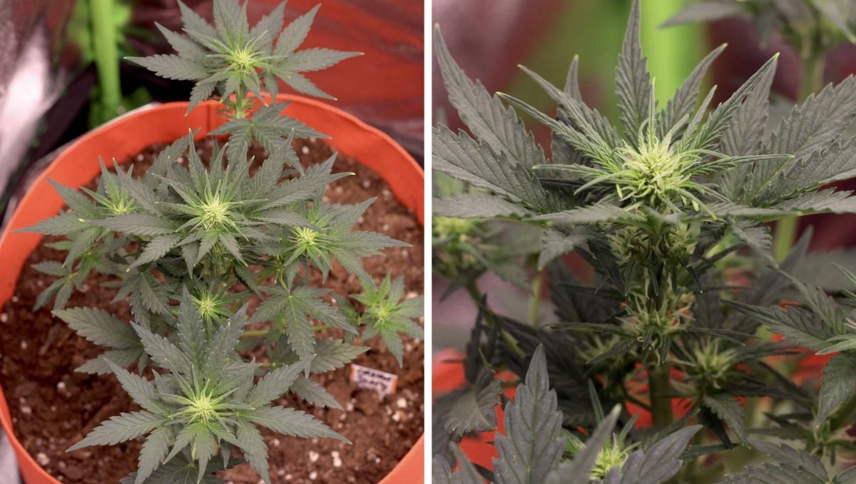 Orange Sherbet Auto Cannabis Strain Week-by-Week Guide: A small autoflower in a grow bag at the beginning of flowering stage