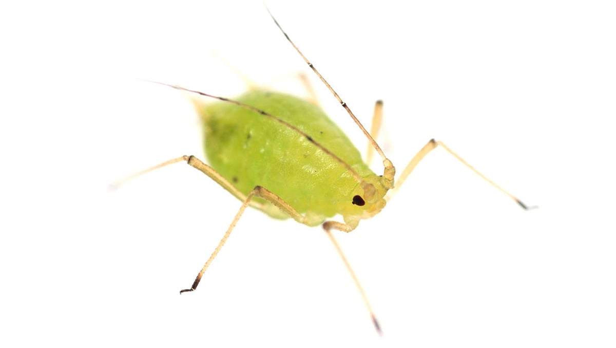 Most Common Pests In Cannabis: Aphids Appearance