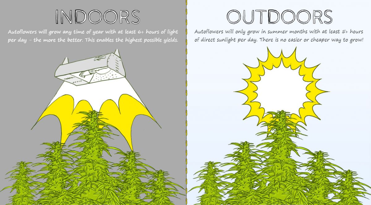 All About Autoflowers - Growth Factors: Indoors vs Outdoors
