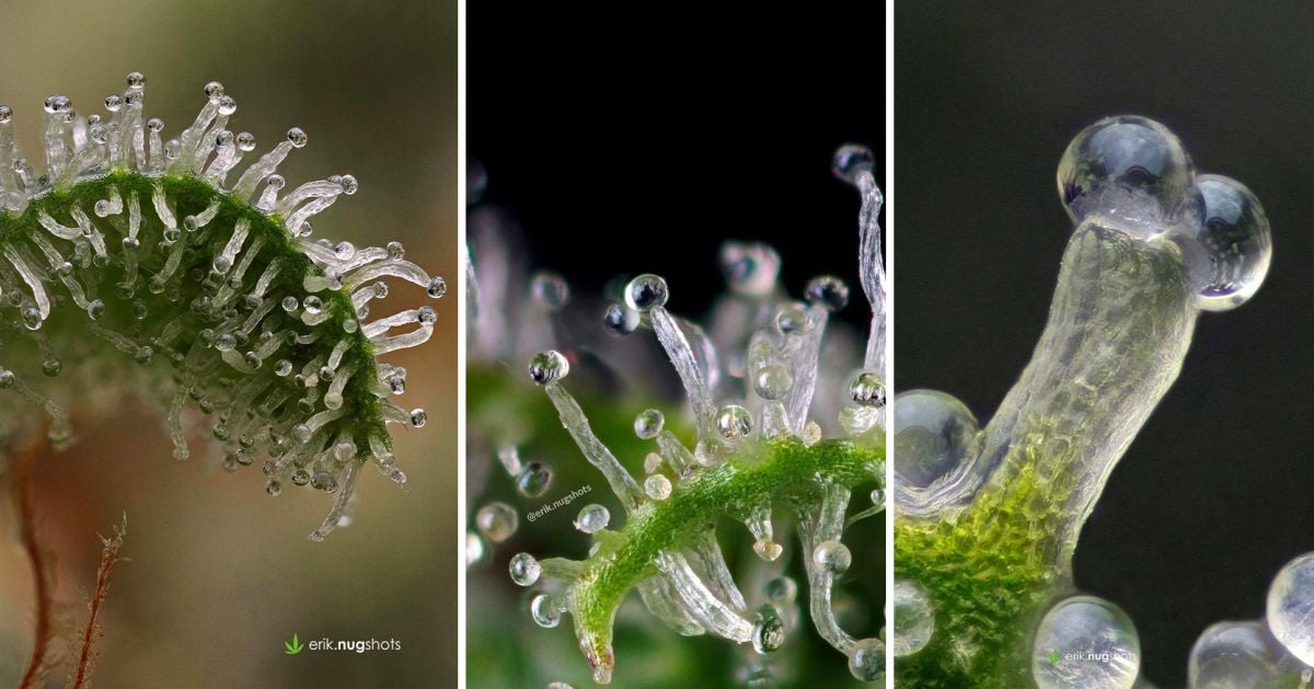 Harvest Your Autoflowering Cannabis: clear trichomes