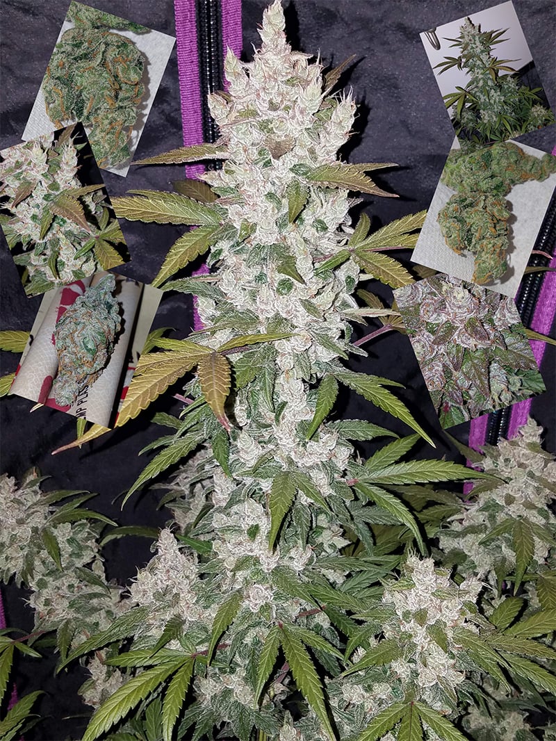 The Top 5 Best Indoor Autoflower Strains Fast Buds
