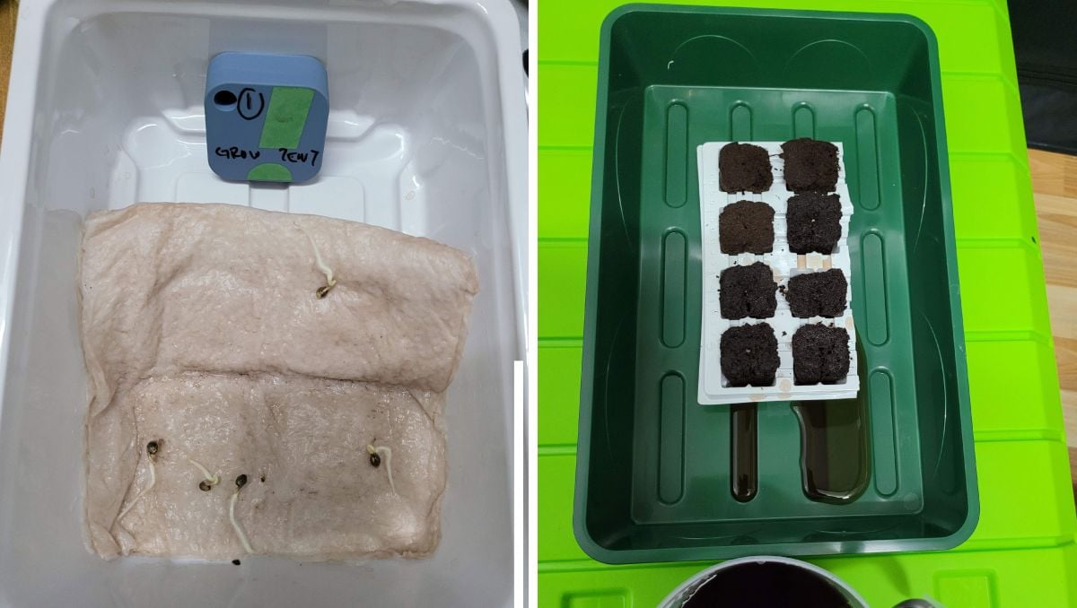 Gorilla Cookies Auto Cannabis Strain Week-by-Week Guide: Wet towels and root riot