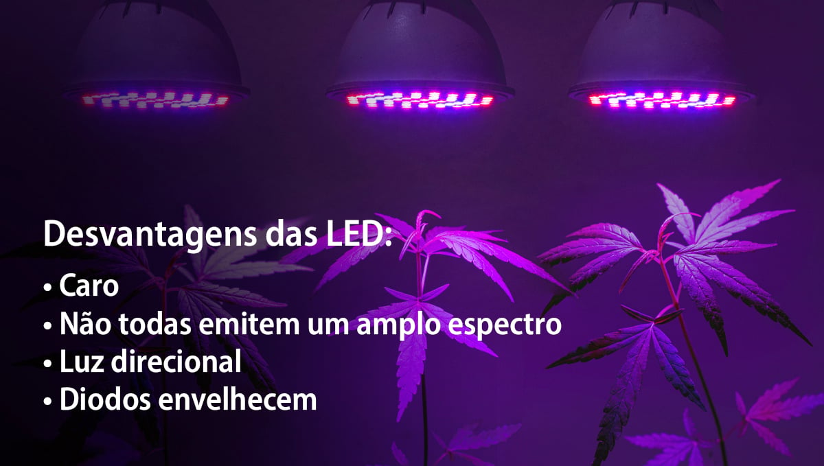 Cultivar autoflorescentes com LEDs: desvantagens