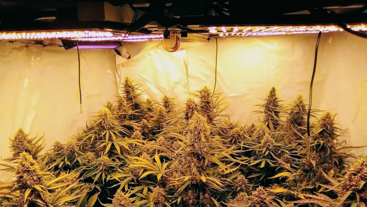 Orange Sherbet Auto Cannabis Strain Week-by-Week Guide: Many autoflowers in a big tent under LED lights