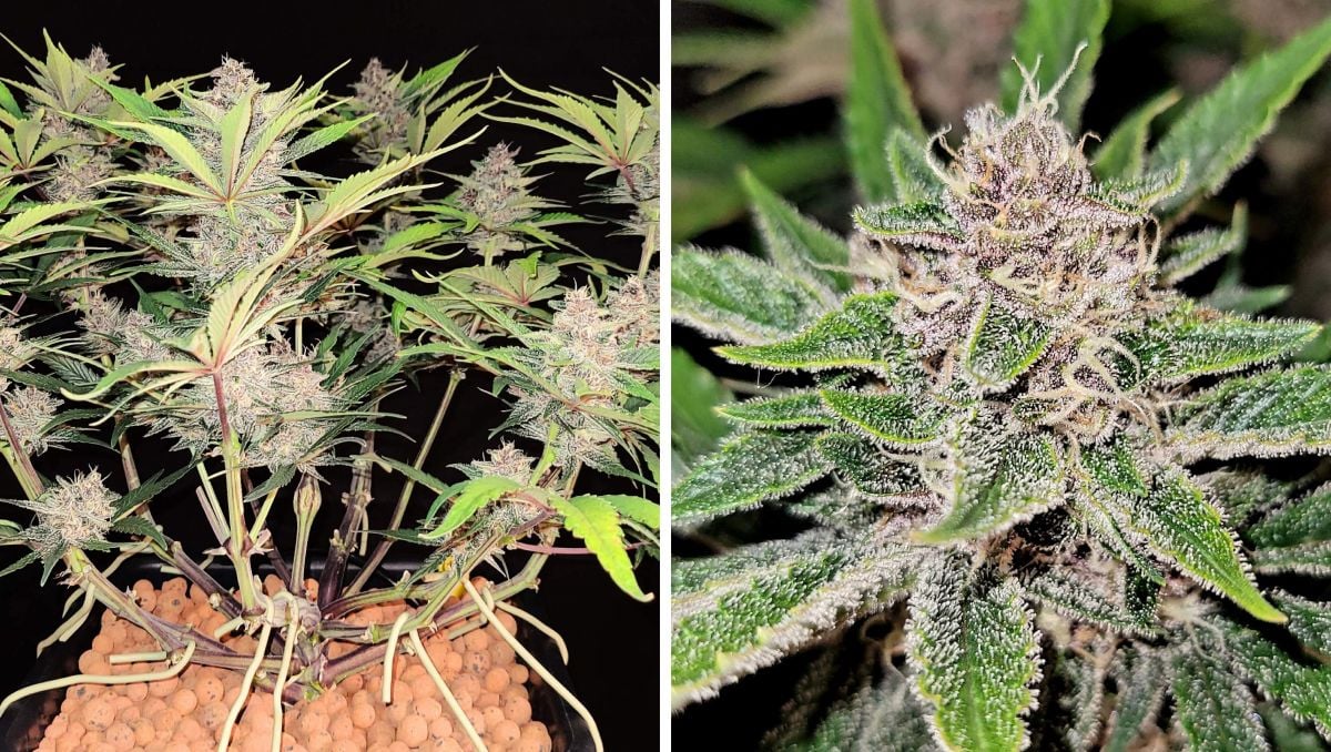 Gorilla Cookies Auto Cannabis Strain Week-by-Week Guide: Only sugar leaves and buds