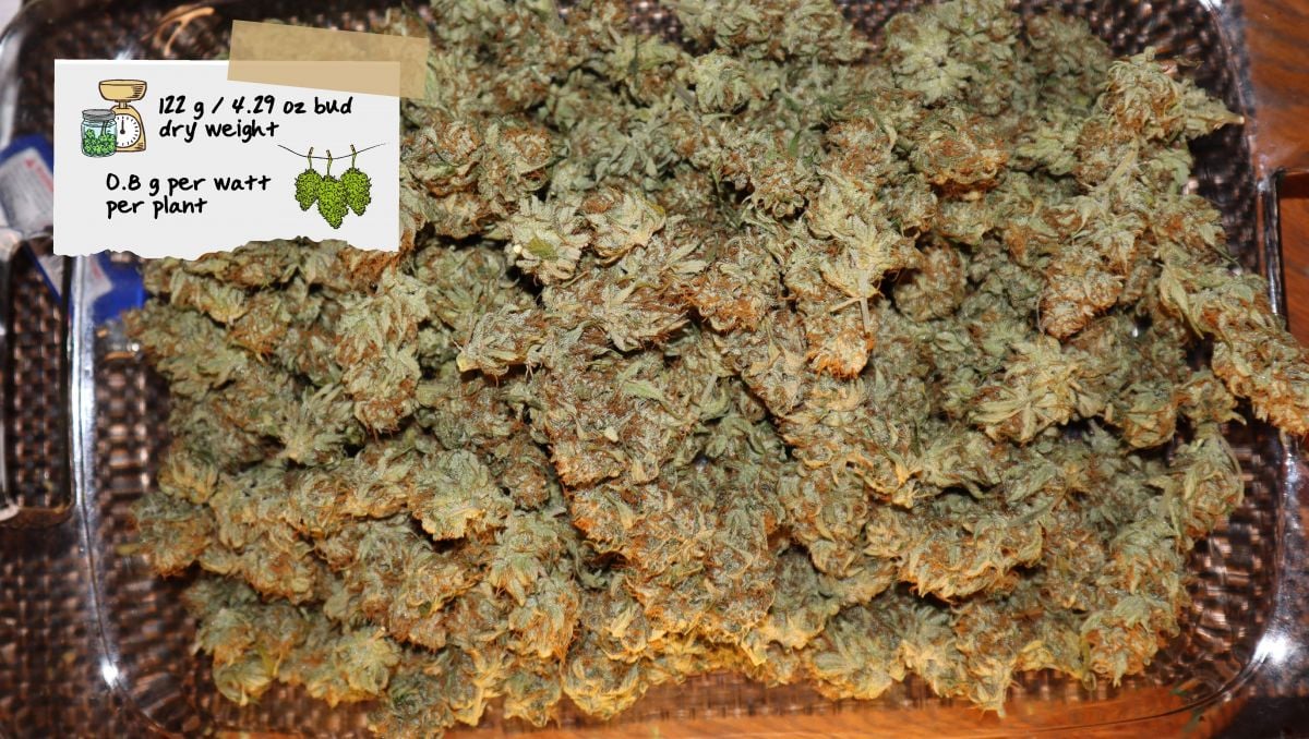 Orange Sherbet Auto Cannabis Strain Week-by-Week Guide: A tray full of small dried marijuana nuggets
