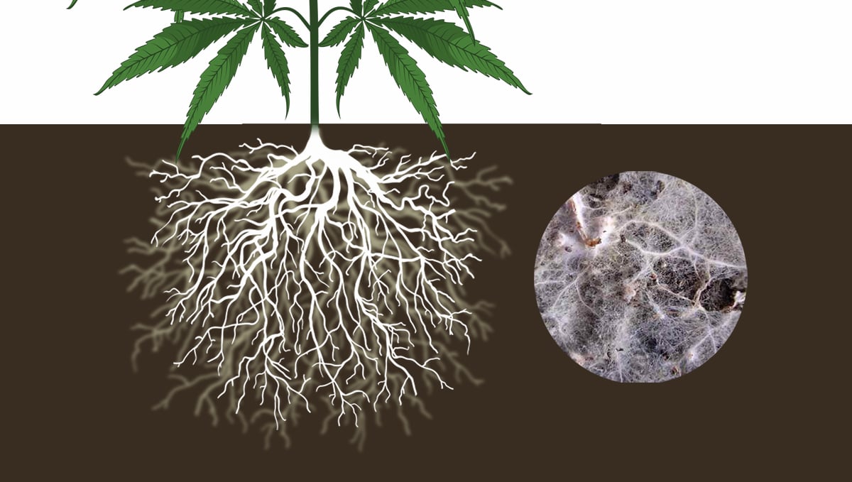 Cannabis and mycorrhizae: endo mycorrhizae