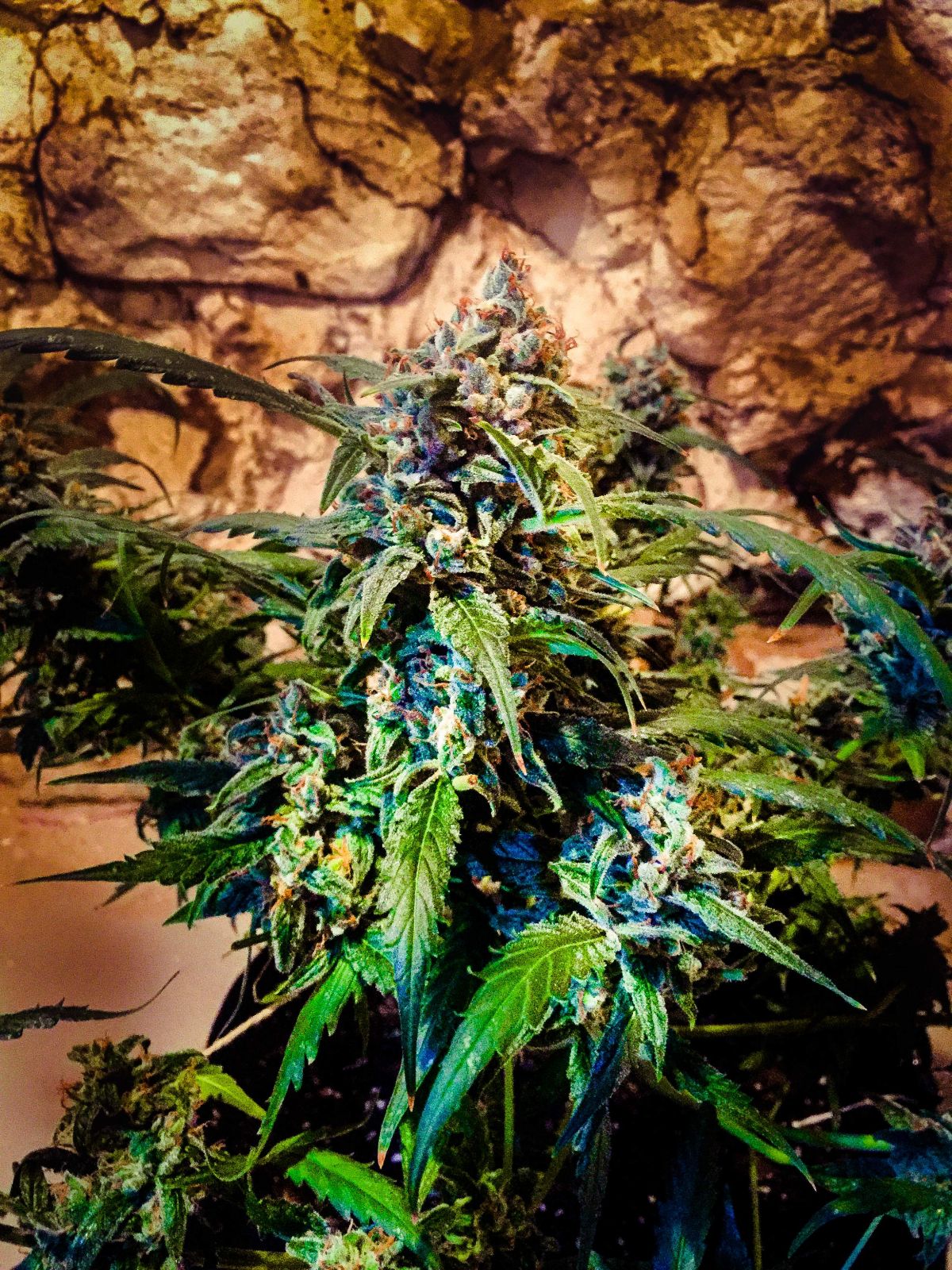 The History of the Zkittlez Autoflowering Strain: Zkittlez Auto by Fast Buds