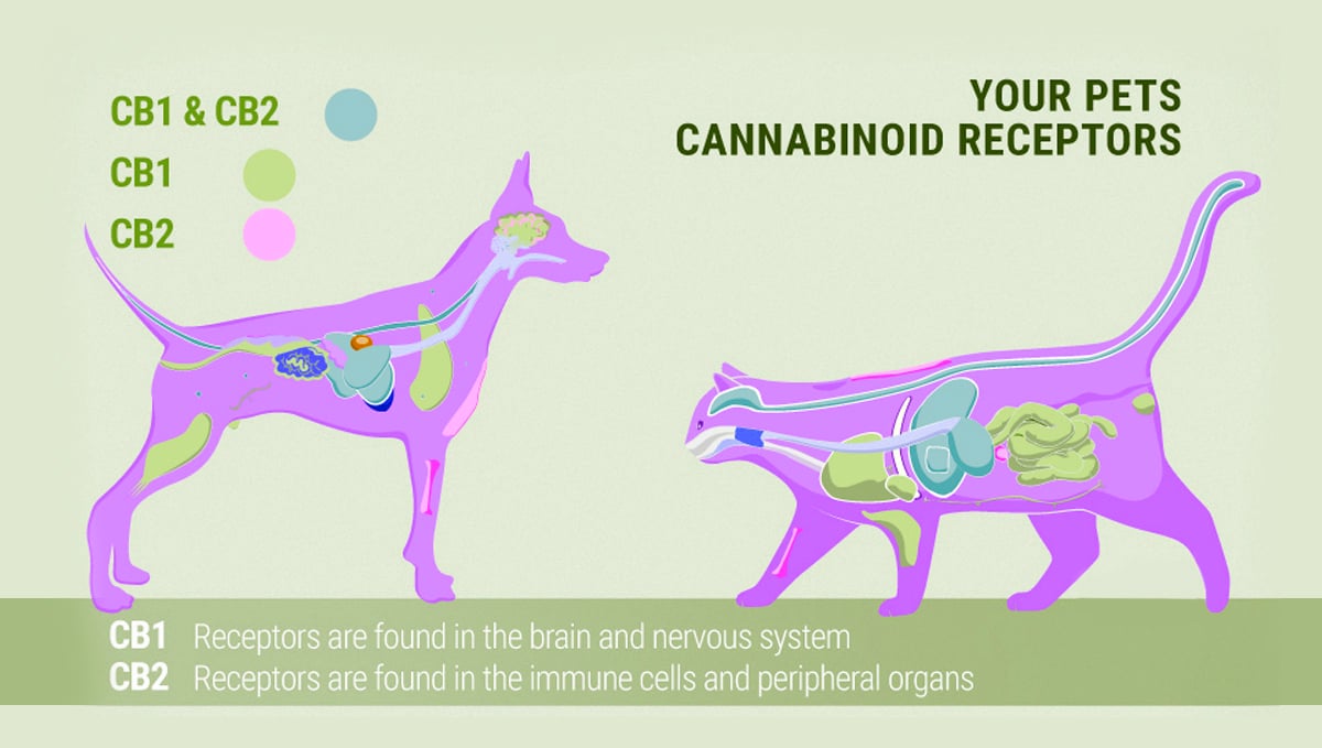 Pets cannabinoid receptors.