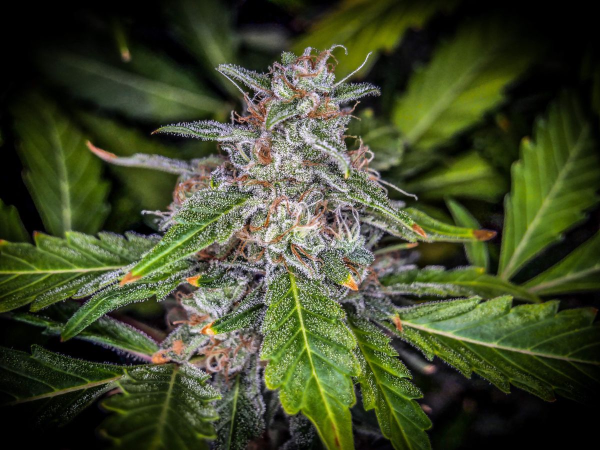 Top 5 High Yield Autoflower Seeds: Blue Dream Auto by Fast Buds