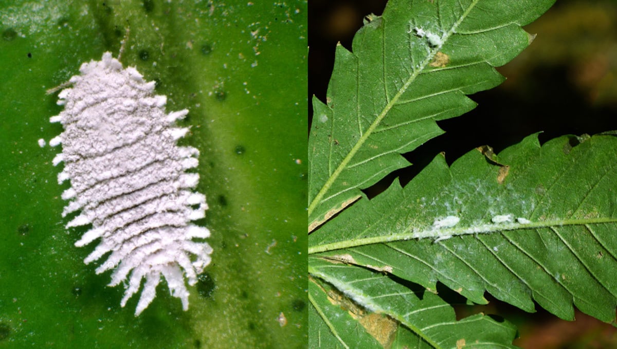 Most Common Pests In Cannabis: White Mealy Bugs