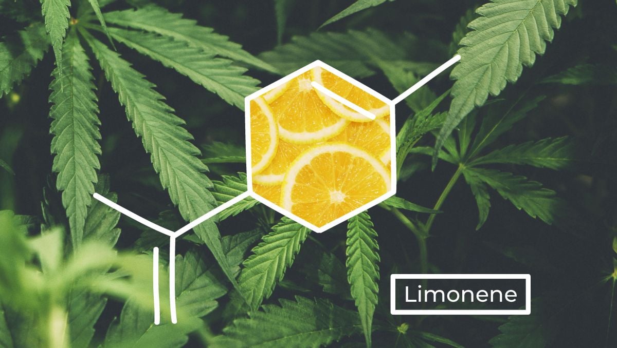 Understanding Terpenes: What Is Limonene? | Fast Buds