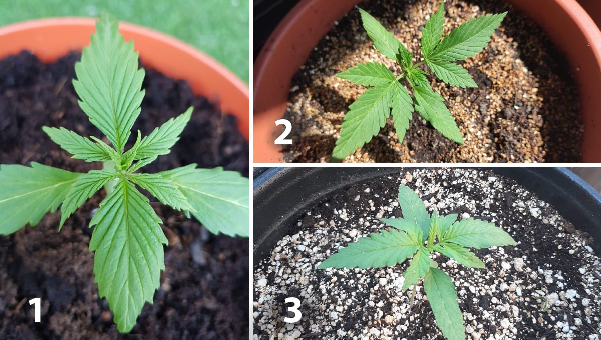 Outdoor cannabis grow in Italy: week 3 of plant growth