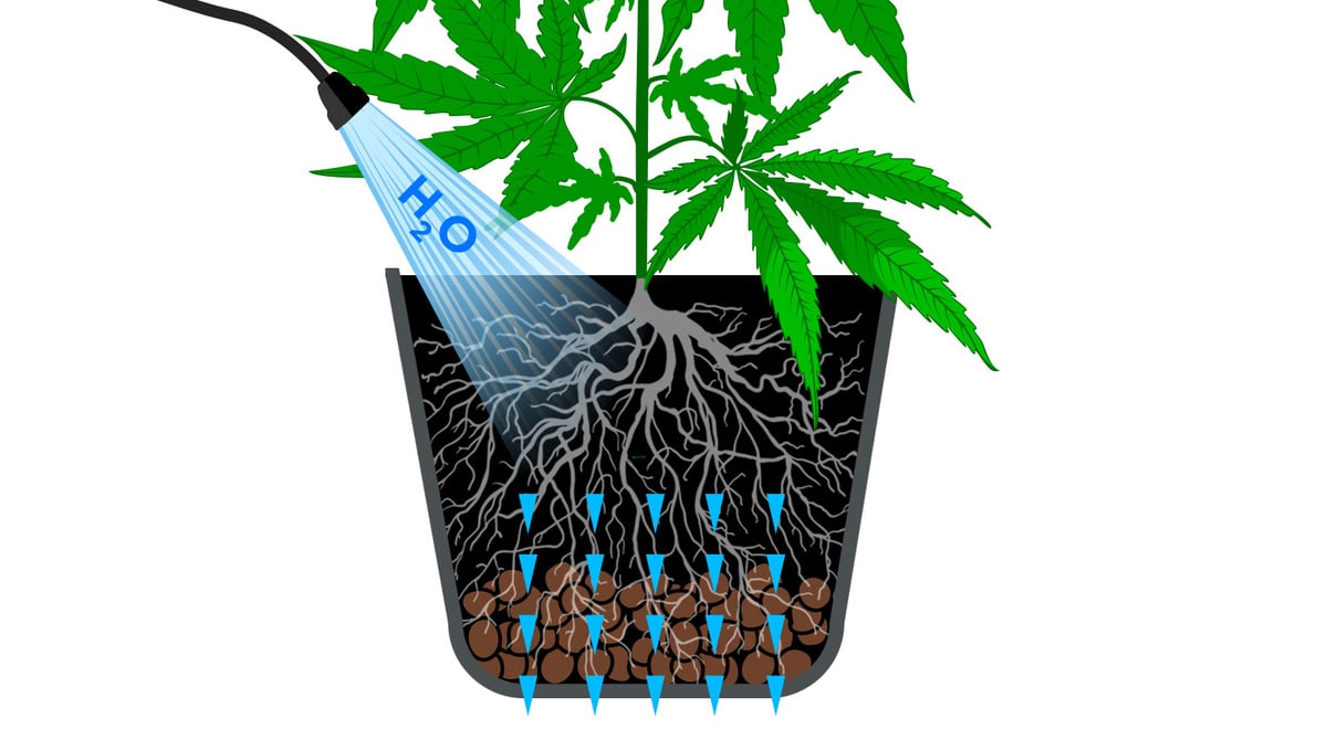 How To Flush Your Autoflowering Cannabis Plants: Flush Meaning