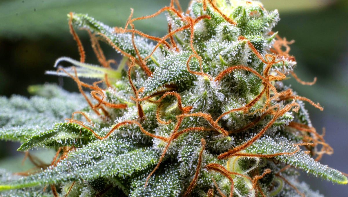 Best Ways To Boost Trichome Production: Close Look At Trichome On Cannabis Bud
