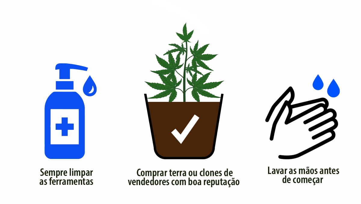 Tobacco Mosaic Virus: prevenção