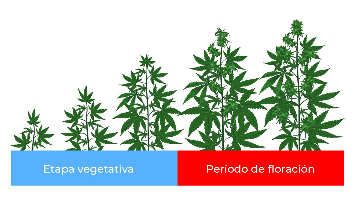 Light Spectrum for Cannabis growth stages