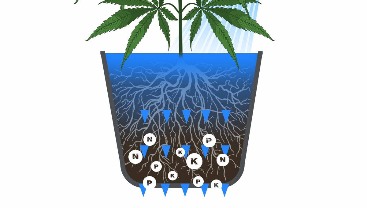 How to harvest autoflowers: What is flushing 
