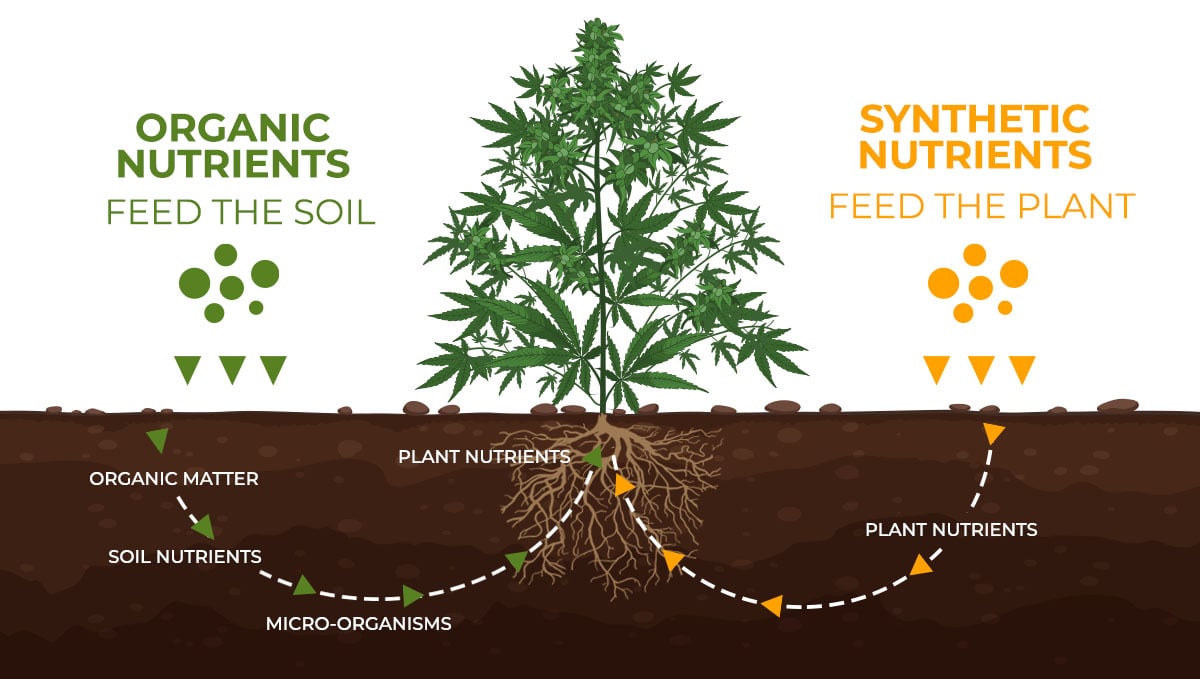 Basics of growing autos in soil: organic vs synthetic