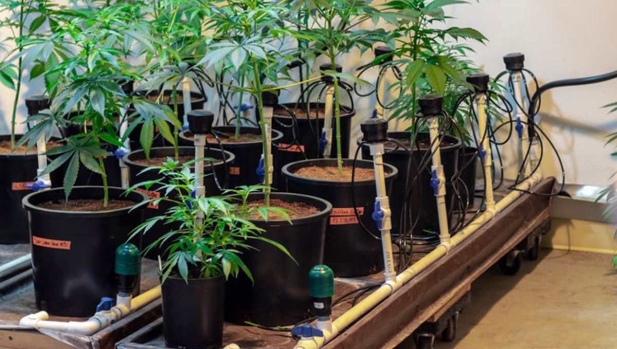 Growing Cannabis Hydroponics Vs Soil Fast Buds