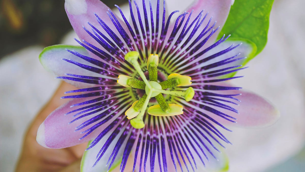 Passionflower is a unique flower that'll add an eathy flavor to your weed blend joint.