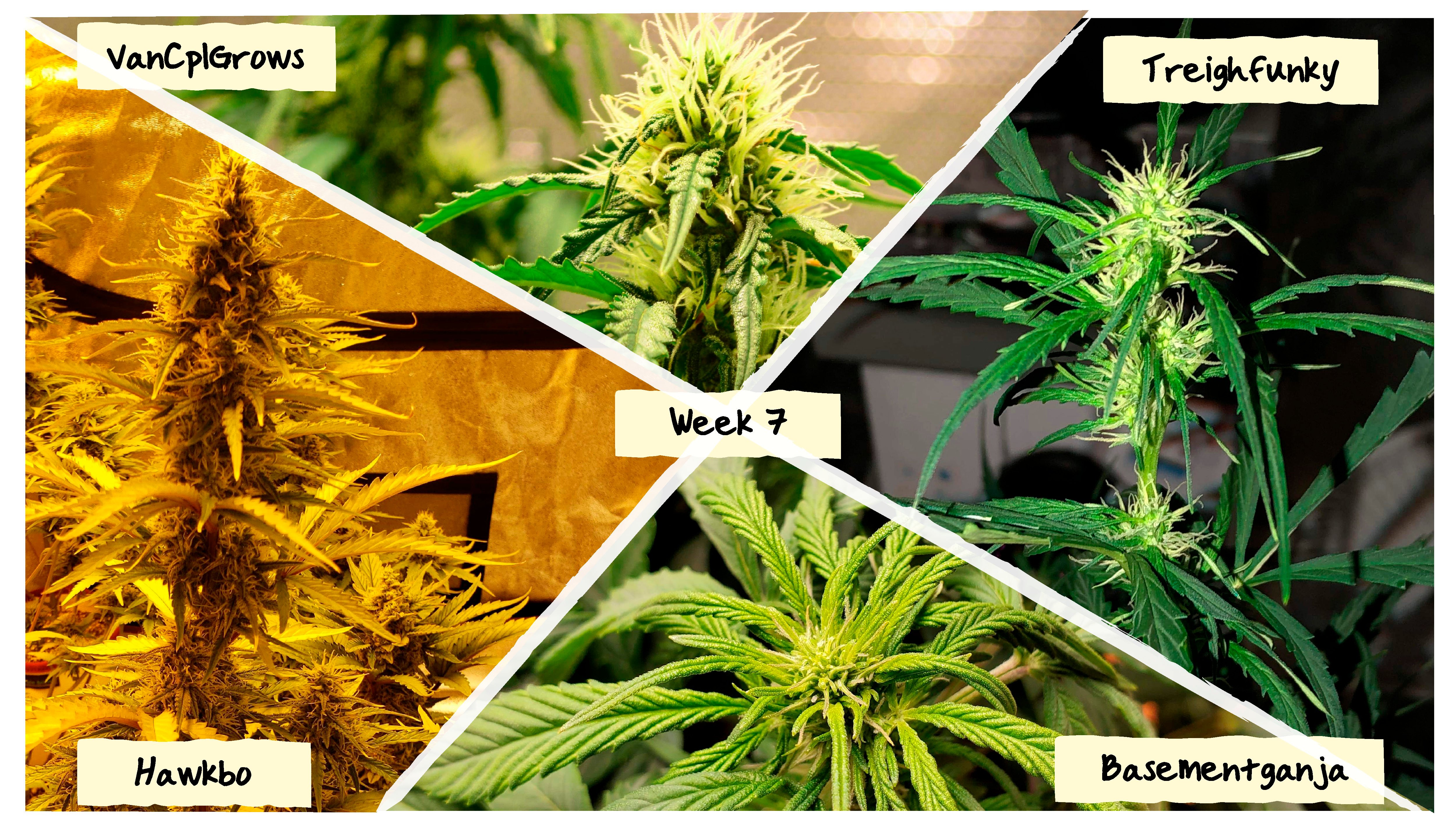 Week 7 Grow Progress Week 7 Grow Progress