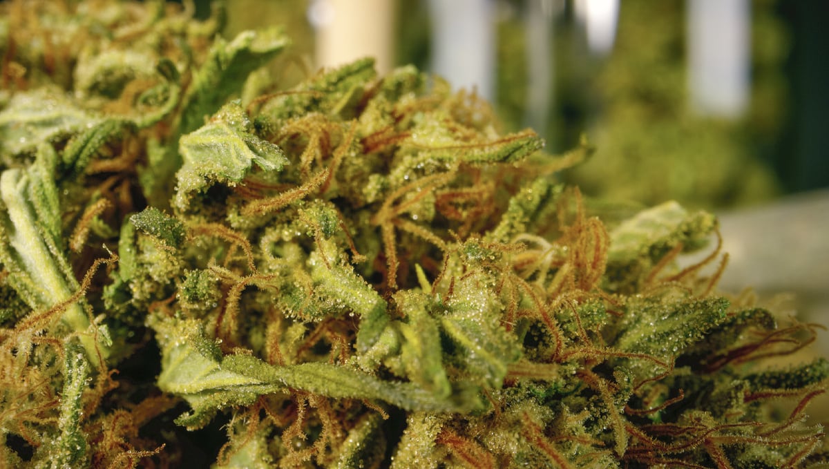 How to harvest autoflowers: cured buds