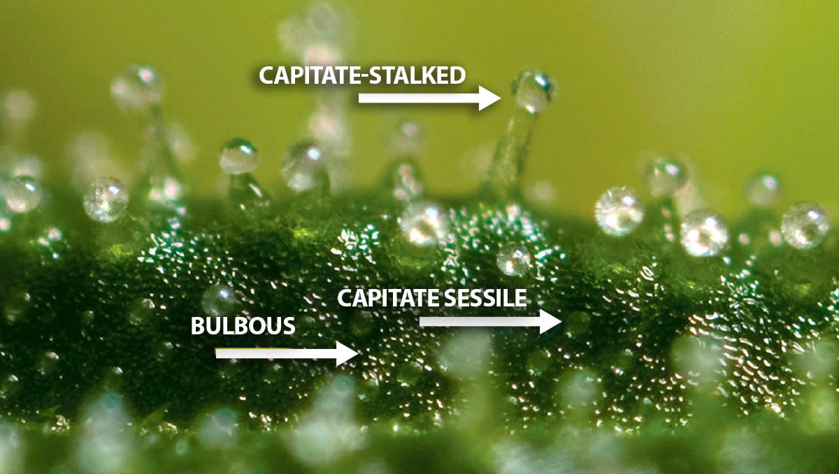 What Are Trichomes And Their Importance: Different Types of Trichomes