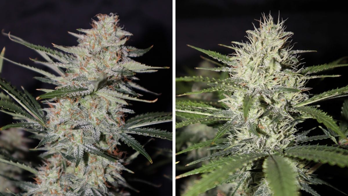 Orange Sherbet Auto Cannabis Strain Week-by-Week Guide: A beautiful marijuana bud ready for harvest and a less mature one