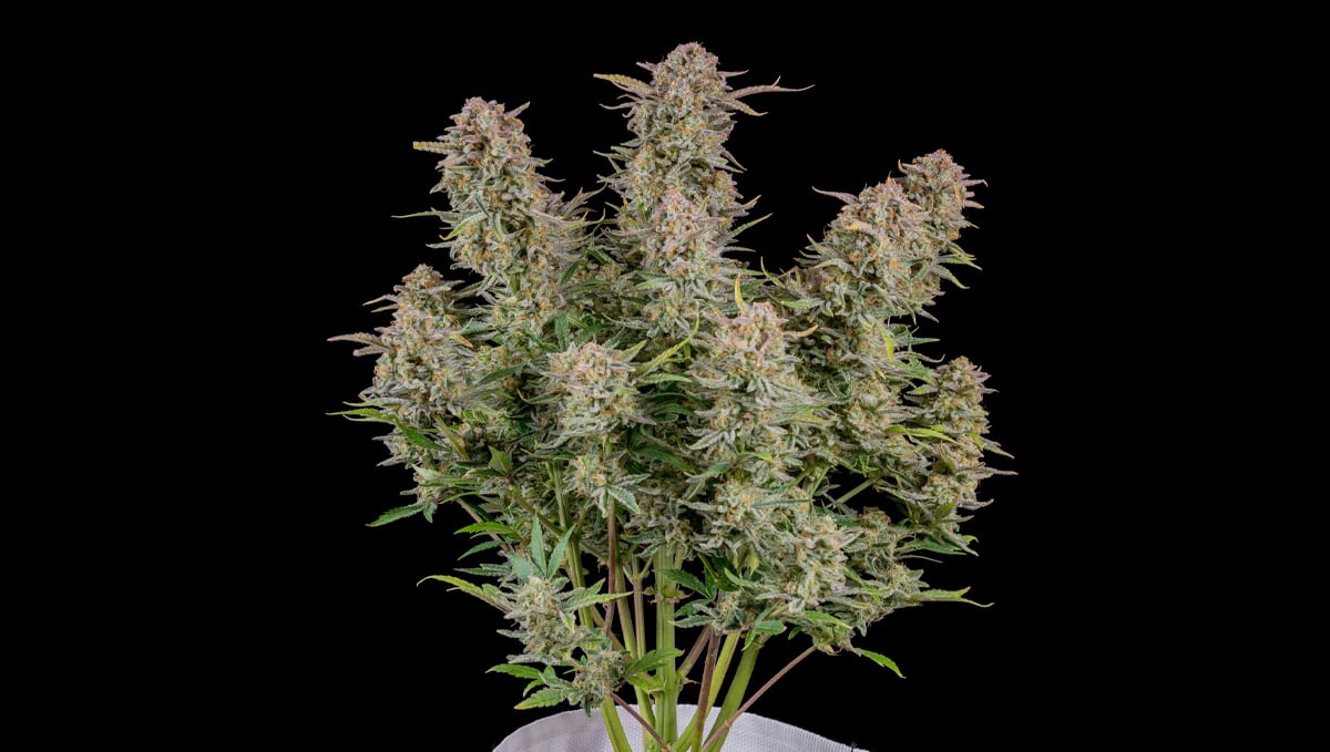 Top 10 strains to grow outdoors: Bruce Banner Auto