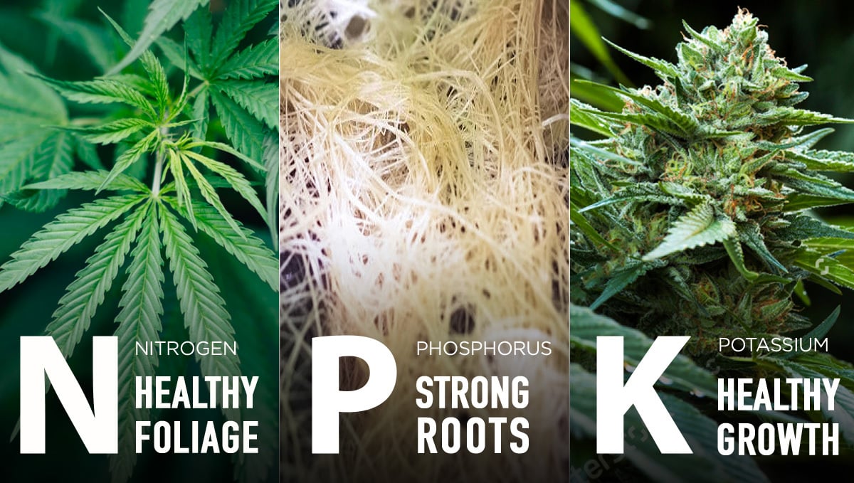 Best Nutrients For Cannabis