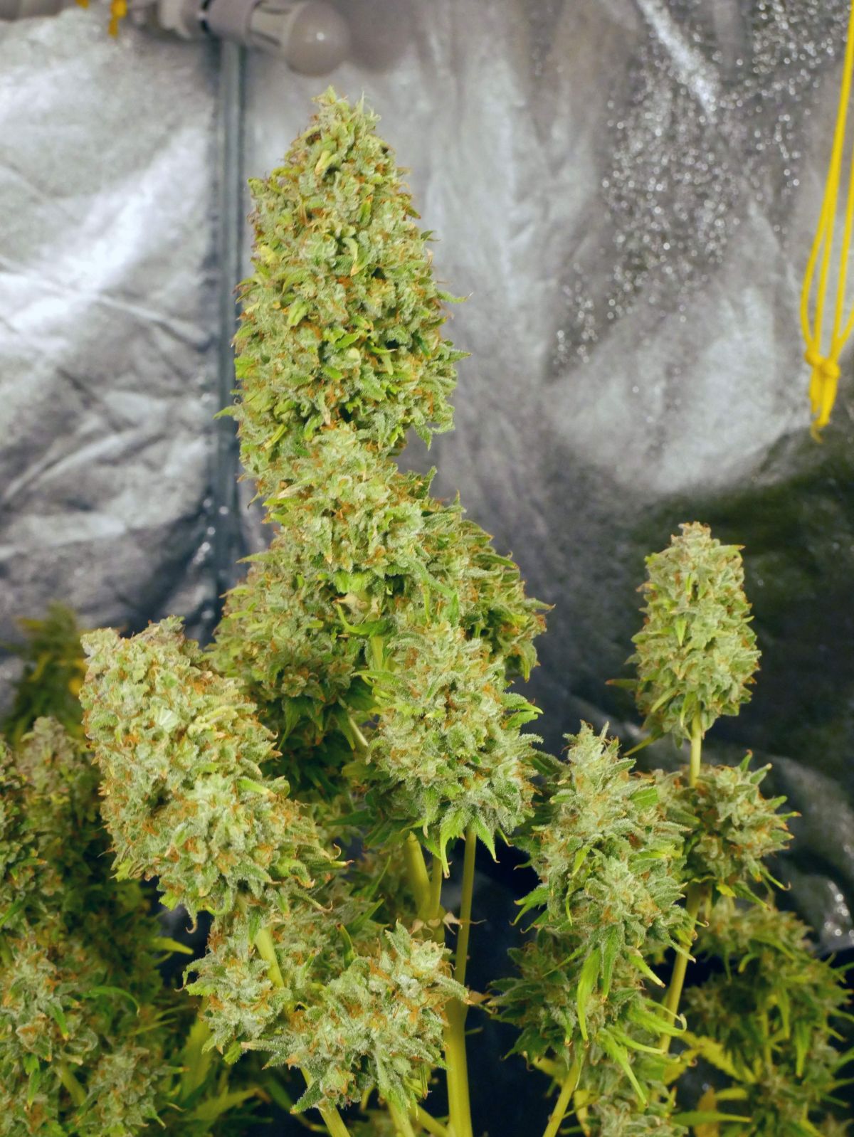 How to Grow Weed Fast: Gorilla Glue Auto by Fast Buds