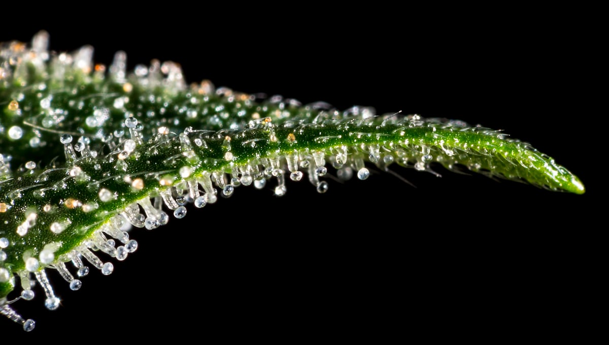 Macro photo of thricomes on cannabis buds.