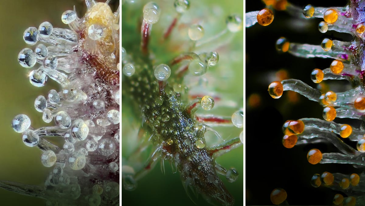 How to harvest autoflowers: clear, cloudy and amber trichomes