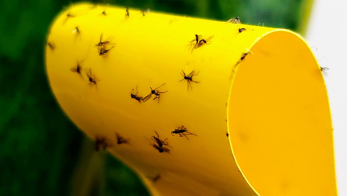 Most Common Pests In Cannabis: Fungus Gnats - How to Deal With Fungus Gnats