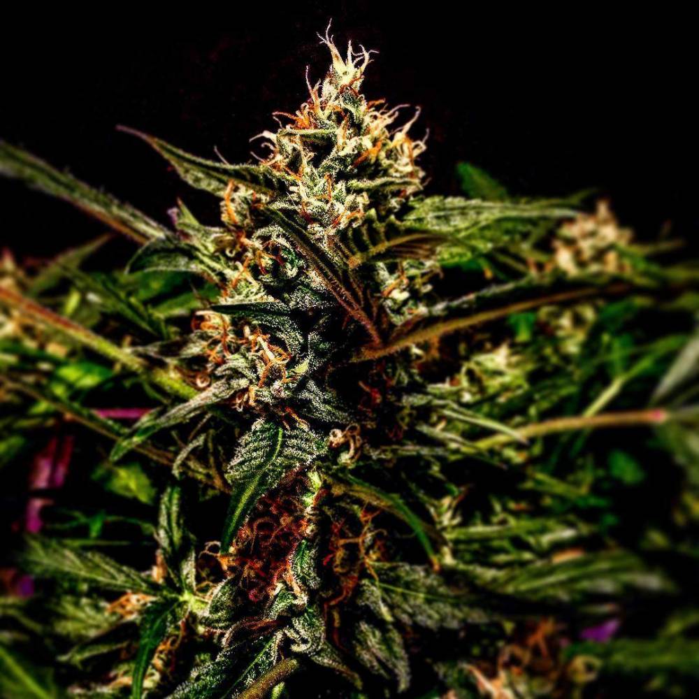 Top 5 New Automatic Weed Strains: Zkittlez Auto by Fast Buds