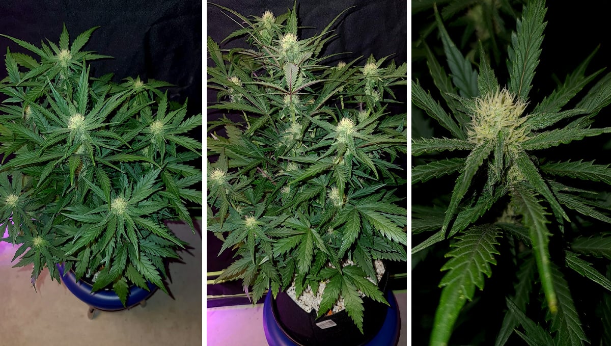 Chemdawg auto guide: week 6
