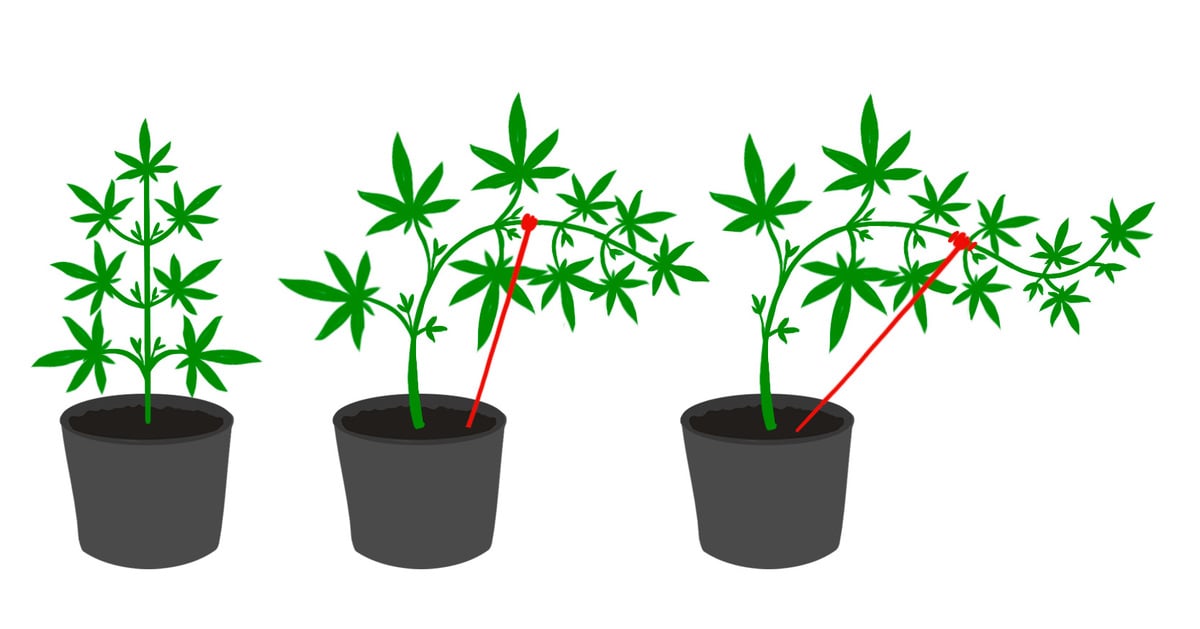 Low Stress Training (LST) Autoflowering Guide: Simple Graph about LST