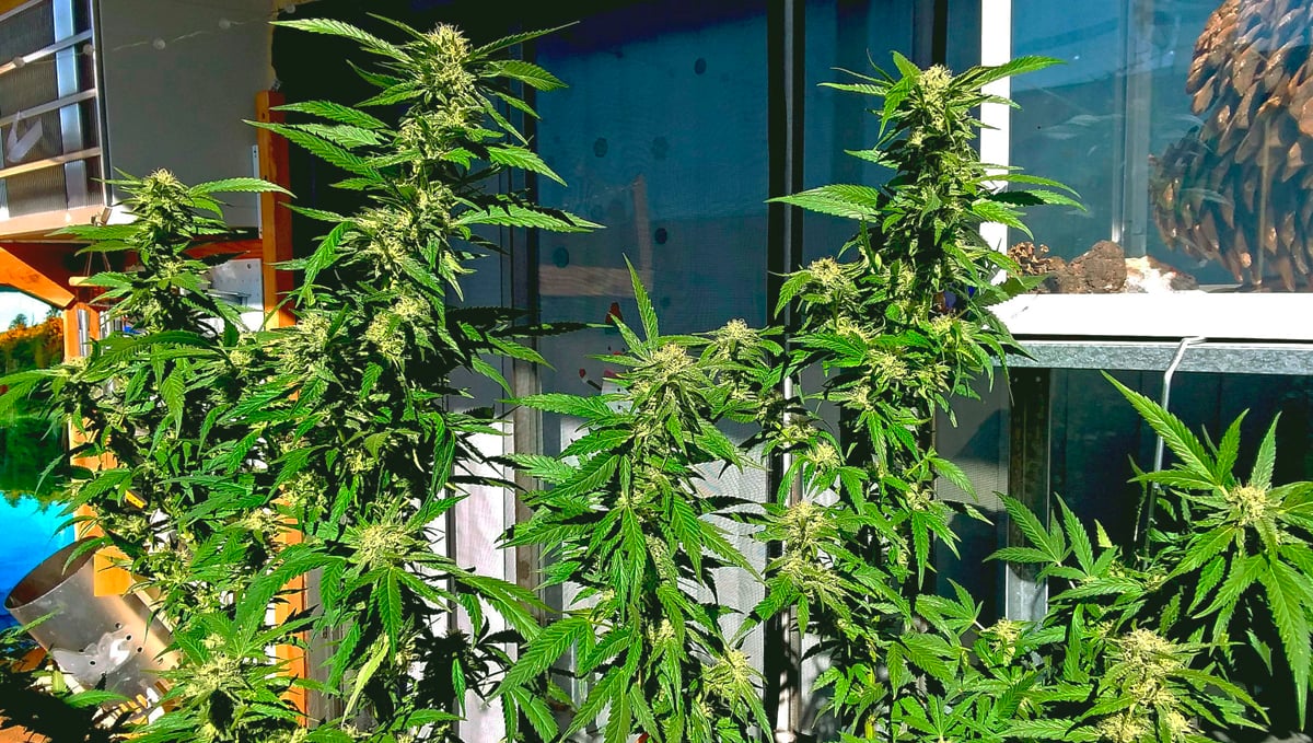 Выращивать марихуану на балконе с марихуаны давление